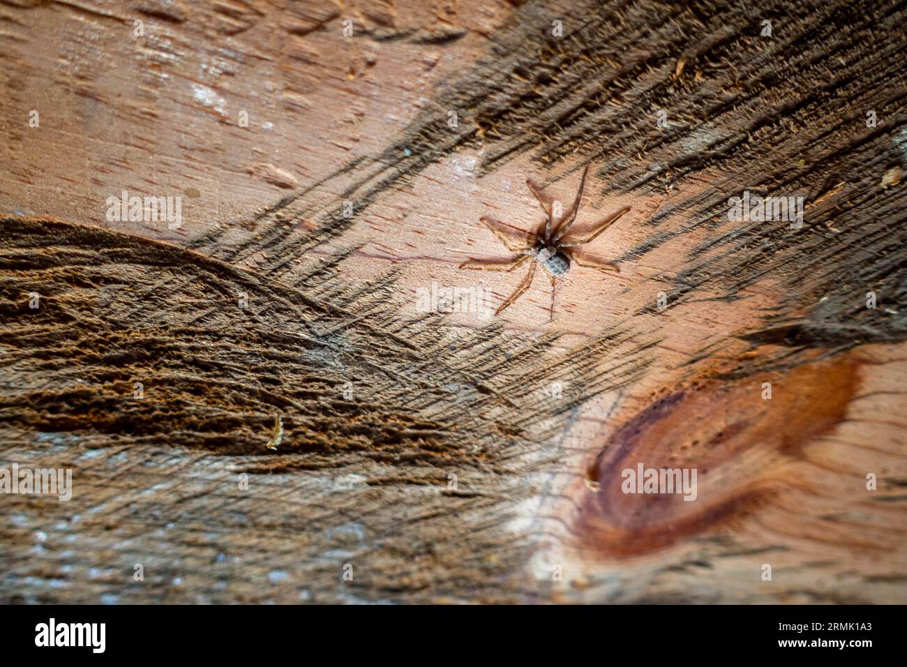 the barn funnel weaver spider (Tegenaria domestica) on a wooden ceiling in Uttarakhand, India. Stock Photo