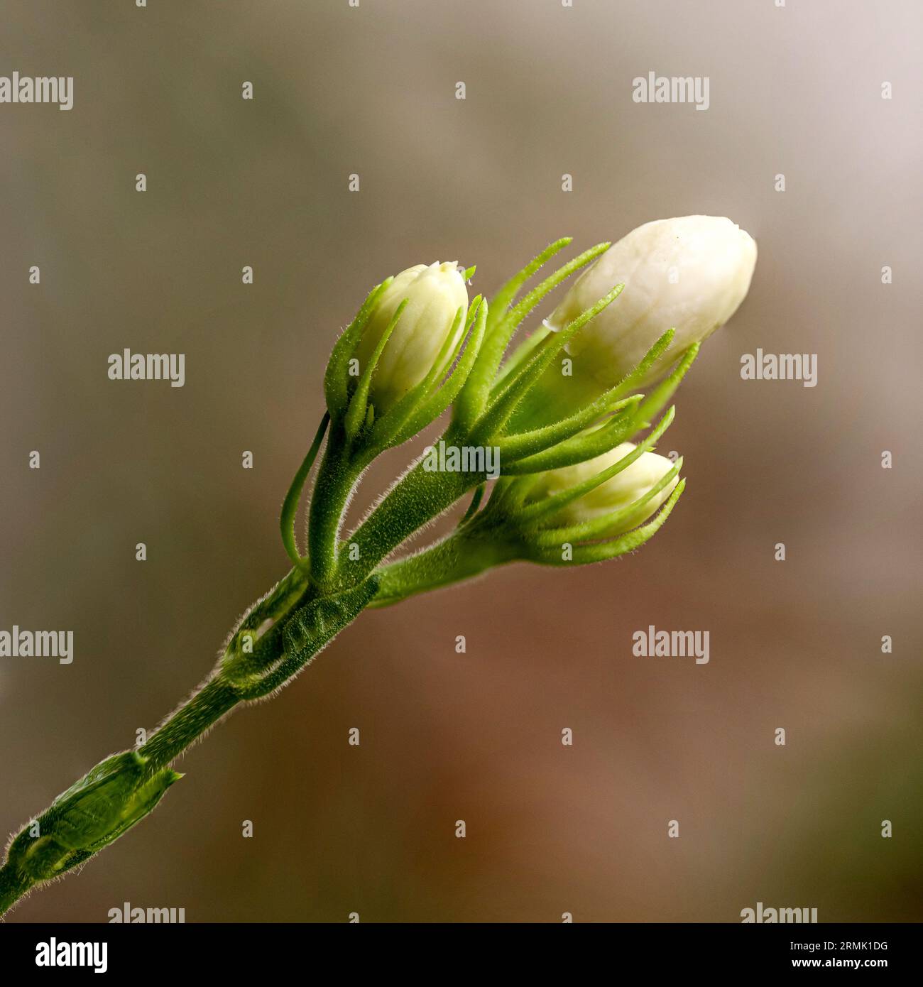 close up of a white Jasmine flower and buds blooming in a garden Stock Photo