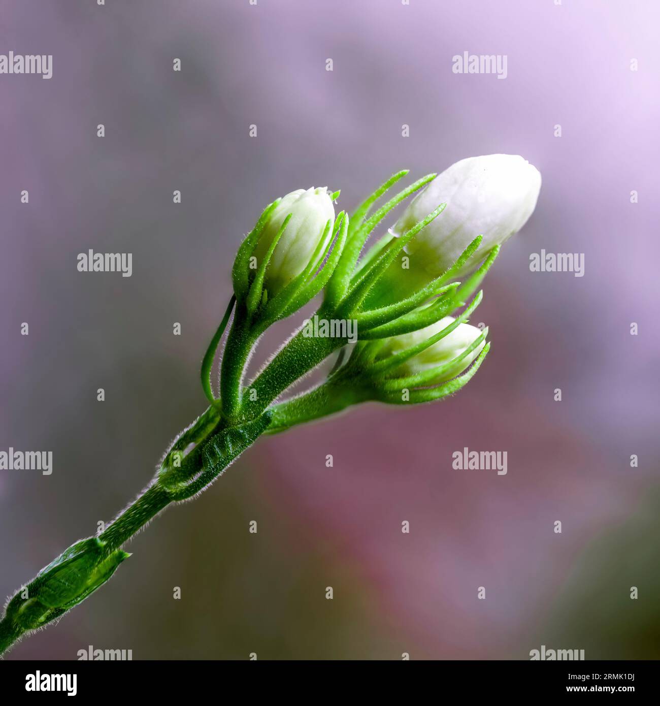 close up of a white Jasmine flower and buds blooming in a garden Stock Photo