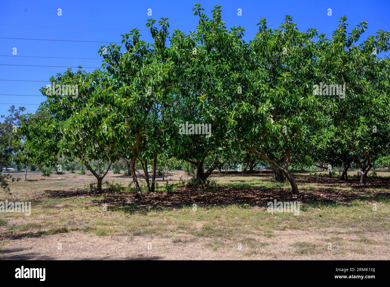 A copse of Ficus elastica, the rubber fig, rubber bush, rubber tree, rubber plant, or Indian rubber bush, Indian rubber tree, is a species of flowerin Stock Photo