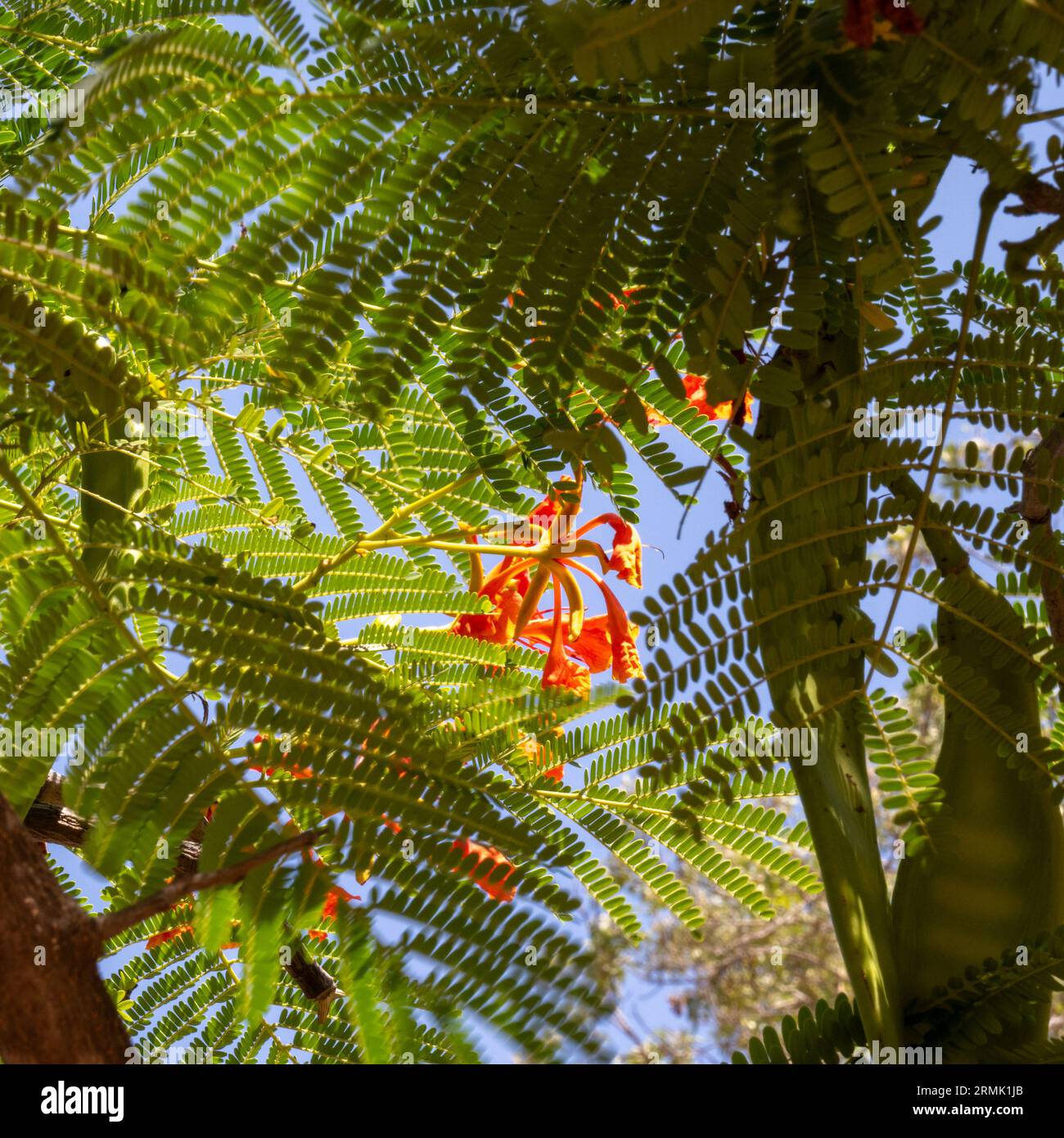 Flowers and seed pods of the Flame of the forest tree flowers (Delonix regia). Native to Madagascar Stock Photo