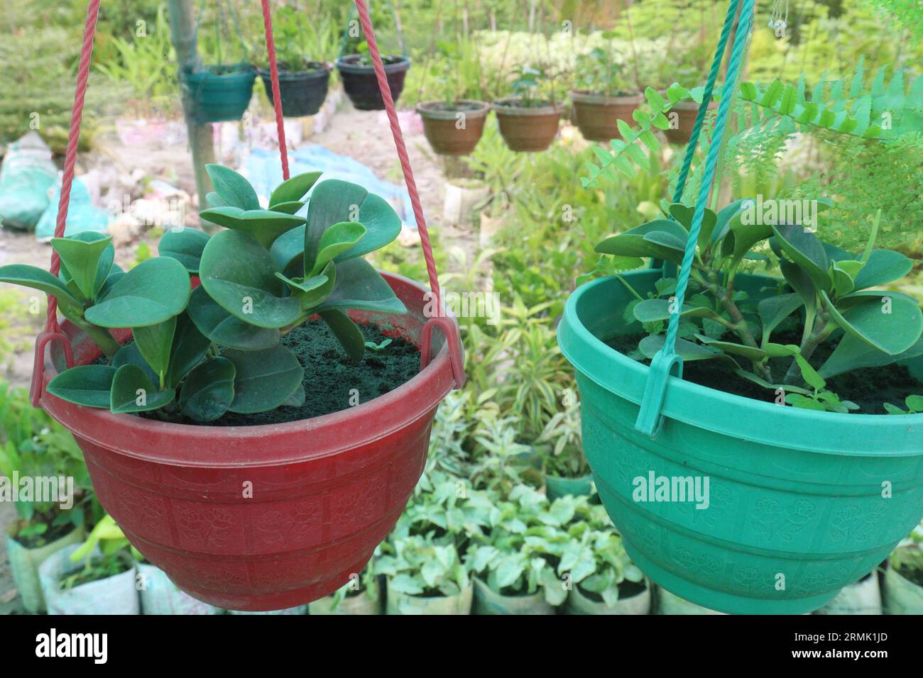 baby rubber plant on hanging pot in farm for sell are cash crops Stock Photo