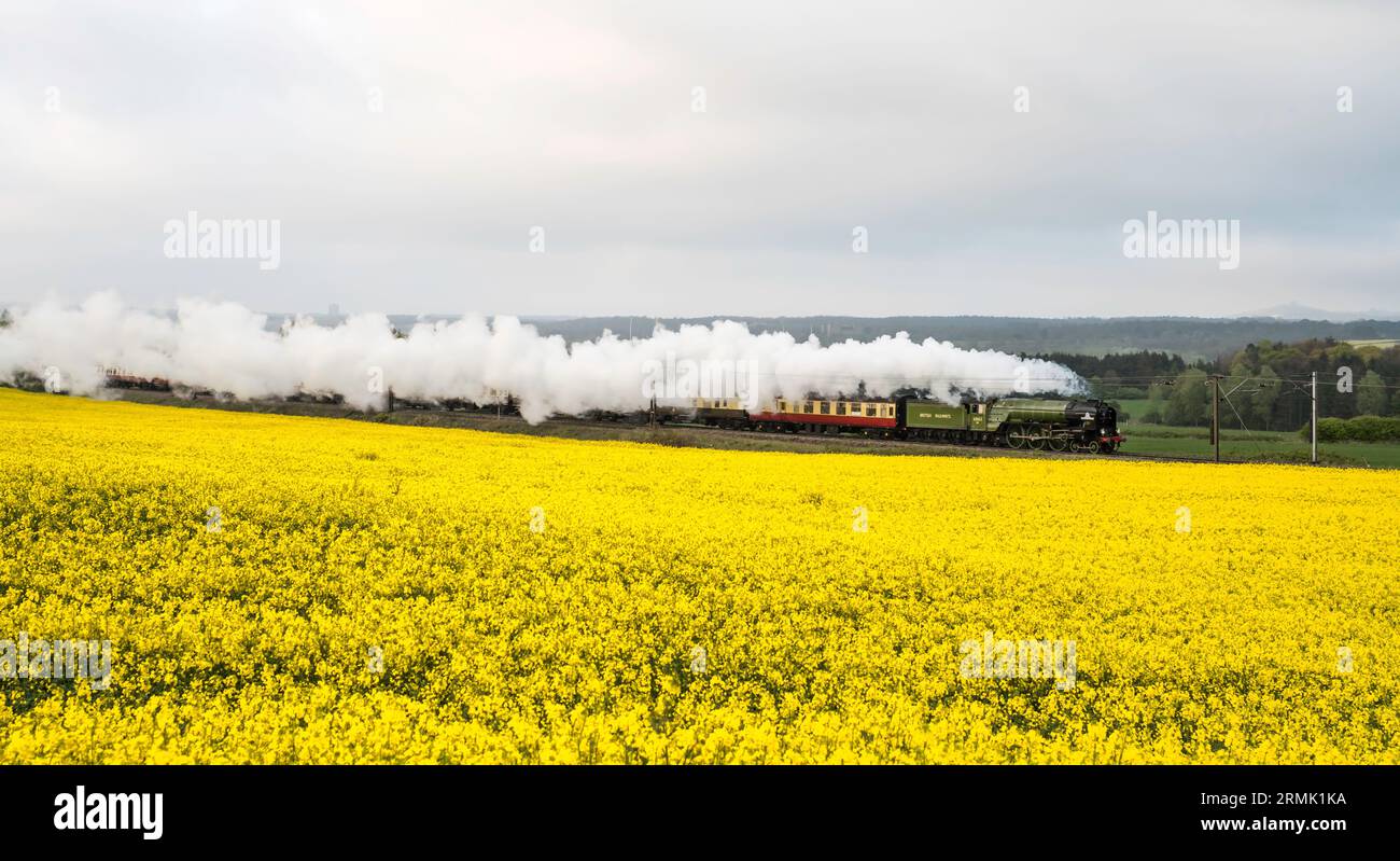 60163 Tornado steam passenger train passing a field of yellow oil seed rape at Plawsworth on the ECML, north east England, UK Stock Photo