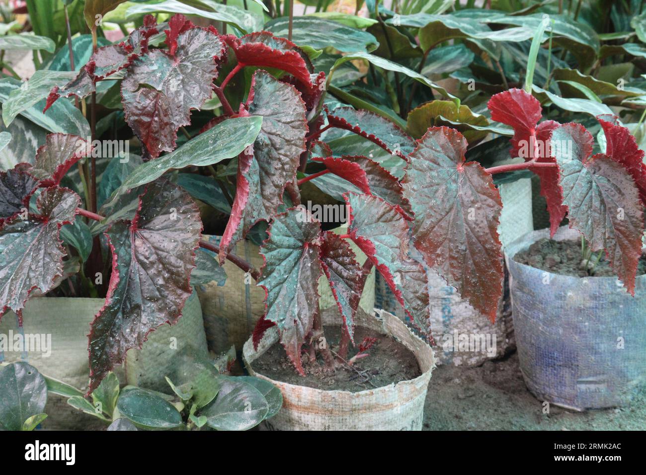 Angel wing Begonia leaf plant on farm for sell are cash crops Stock Photo