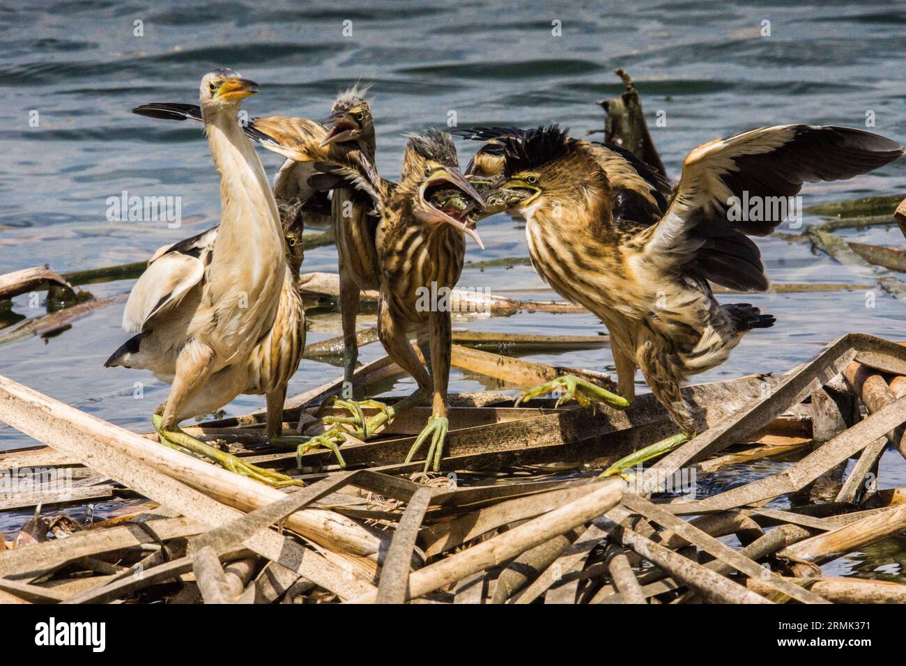 Little bittern (Ixobrychus minutus) fledglings and adult in a nest made of reeds photographed in July Stock Photo