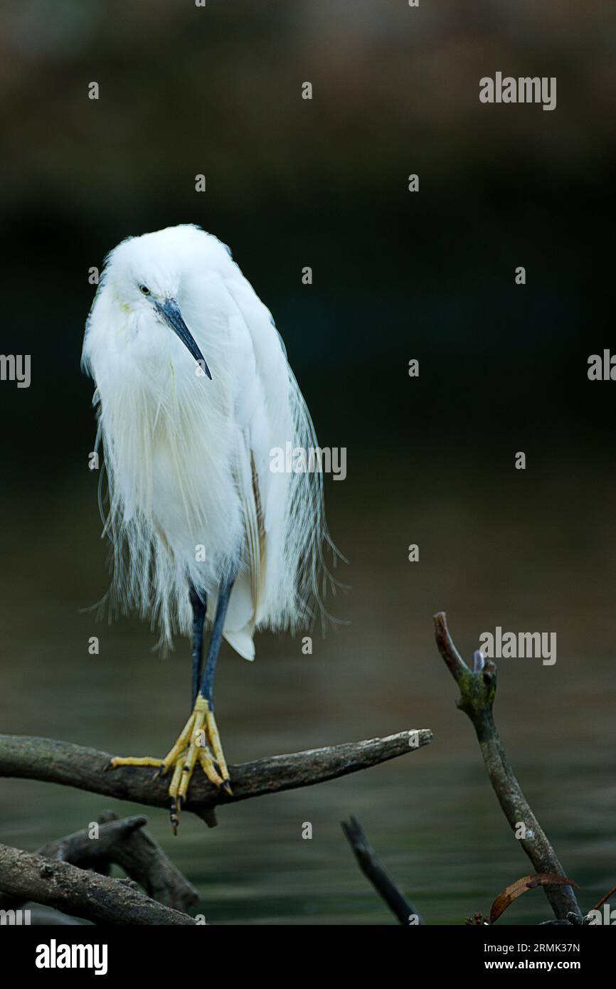 Egretta garzetta - Little Egret, This small white heron is native to warmer parts of Europe and Asia, Africa and Australia. It eats crustaceans, fish Stock Photo