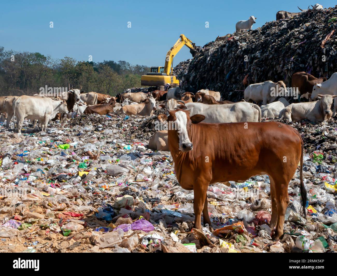 An excavator, animal and garbage scavenger at landfills, dump garbage