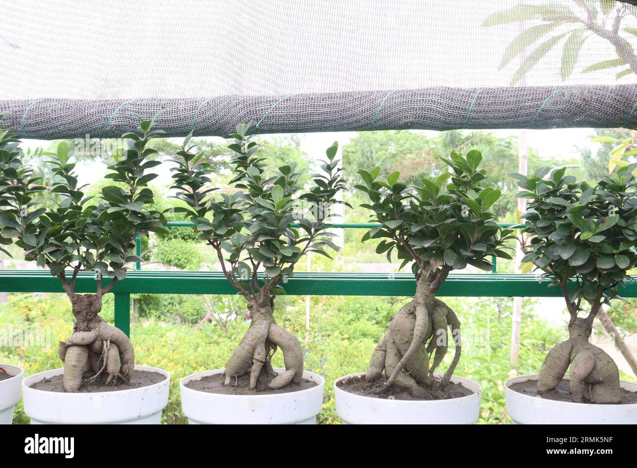 Ficus microcarpa tree on pot in farm, it can root, bark, and leaf latex are used to treat wounds, headaches, liver diseases, toothache, and ulcers. Ae Stock Photo