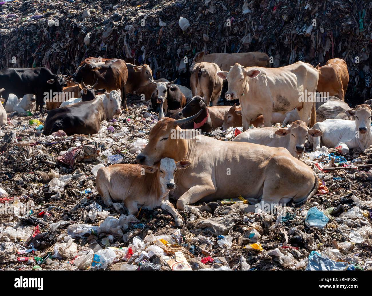 Domestic cows lying down on the ground, in Yogyakarta, Indonesia Stock