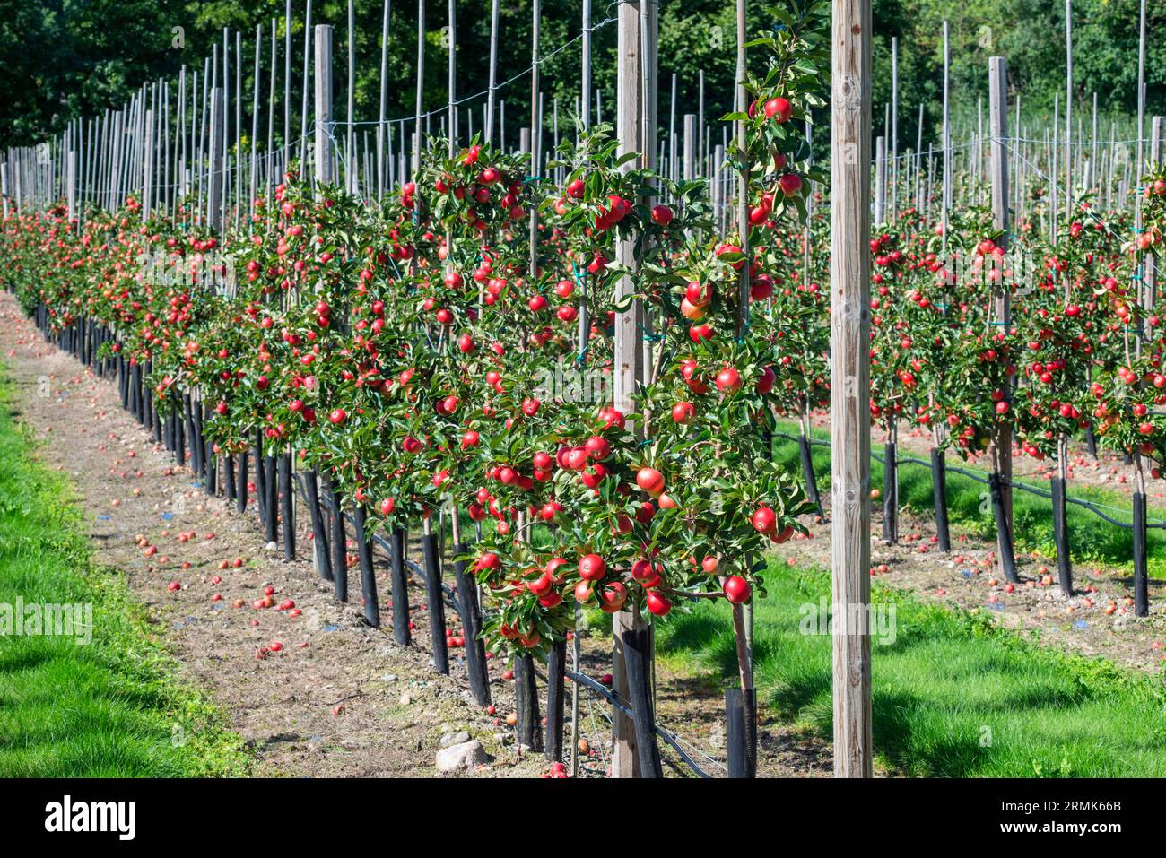 Apple plantation of Discovery apples in Oesterlen fruit district, Kivik, Scania, Sweden, Scandinavia Stock Photo