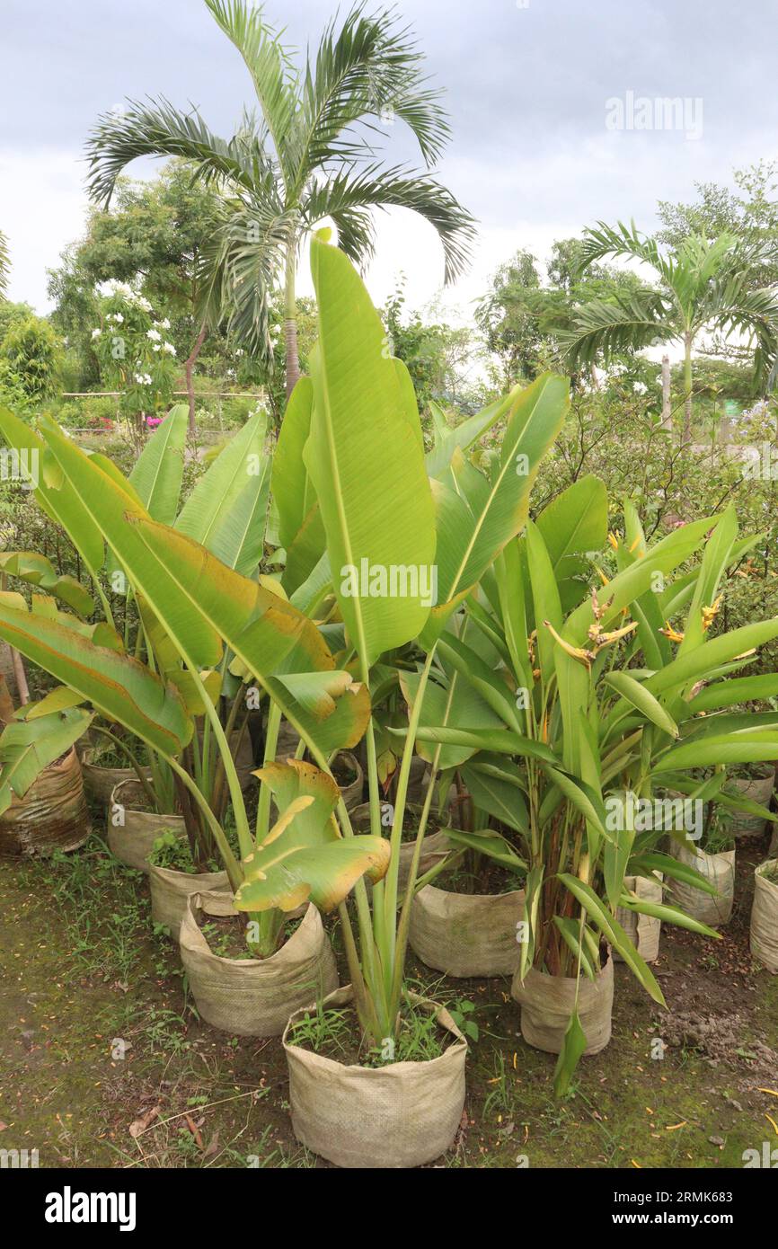 Orange Heliconia flower plant on farm for harvest are cash crops Stock Photo
