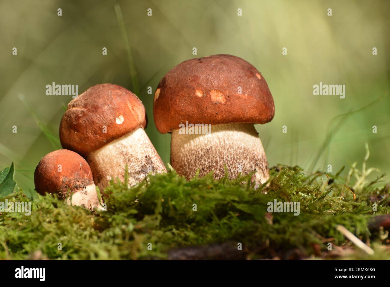 Edible mushrooms of the mushroom species deciduous forest red cap