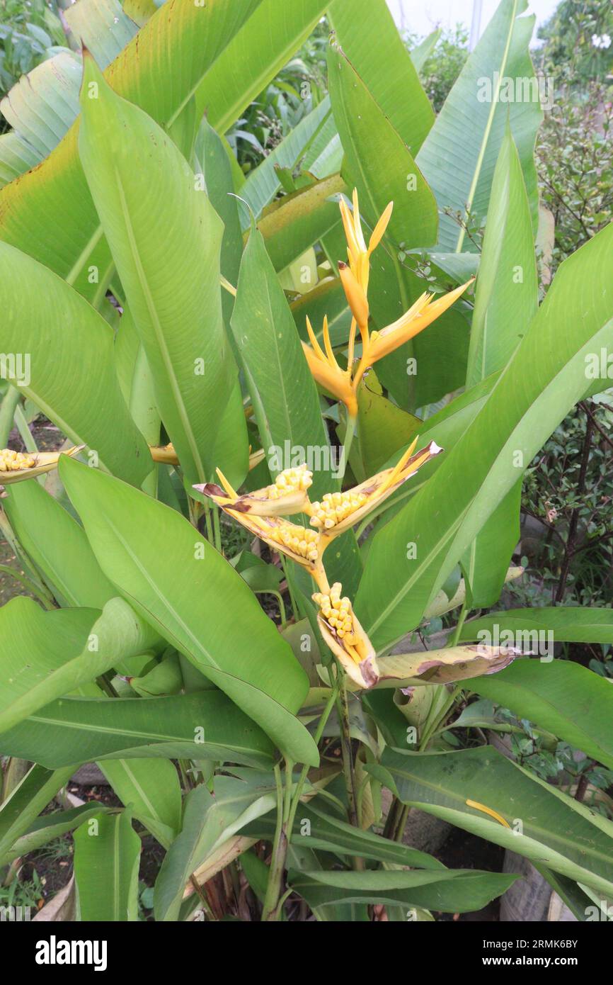 Orange Heliconia flower plant on farm for harvest are cash crops Stock Photo
