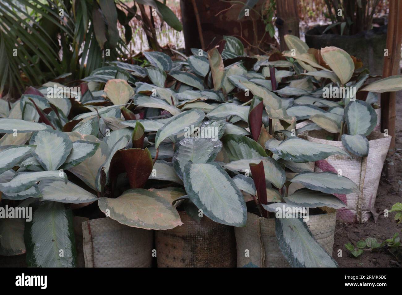 Calathea Picturata leaf plant on farm, it can purifies the air, are cash crops Stock Photo