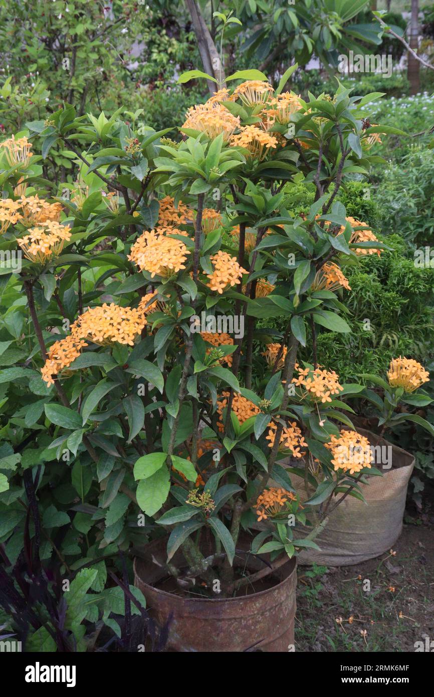 Yellow Ixora coccinea flower plant on farm for harvest are cash crops Stock Photo