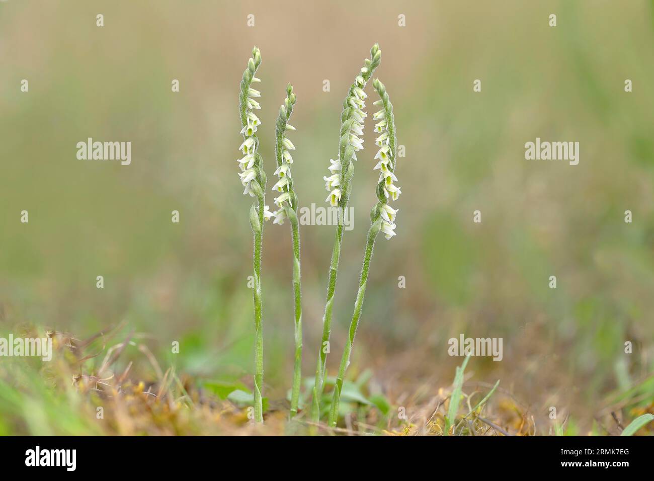 Autumn lady's-tresses (Spiranthes spiralis), flowering plant group, Hesse, Germany Stock Photo