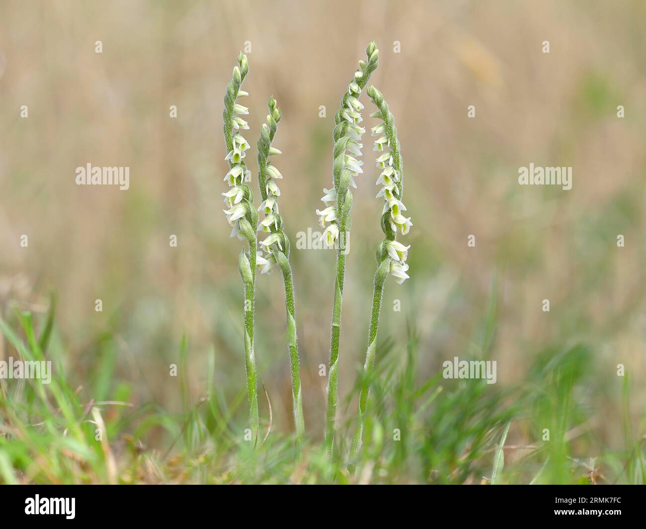Autumn lady's-tresses (Spiranthes spiralis), flowering plant group, Hesse, Germany Stock Photo