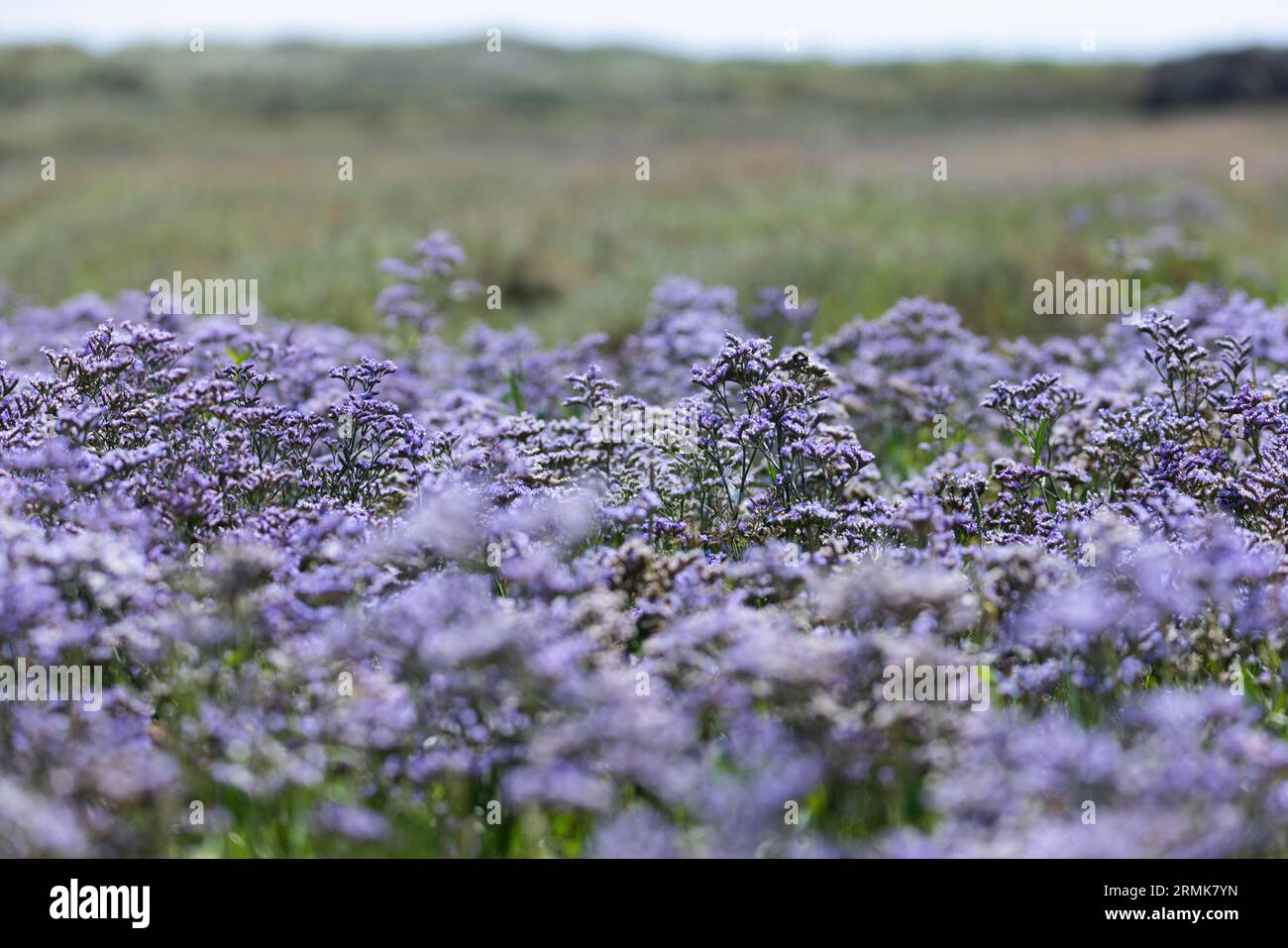 Beach lilac (Limonium vulgare), also called sea lavender or rebuttal, from the leadwort family (Plumbaginaceae) flowers purple in a salt marsh Stock Photo