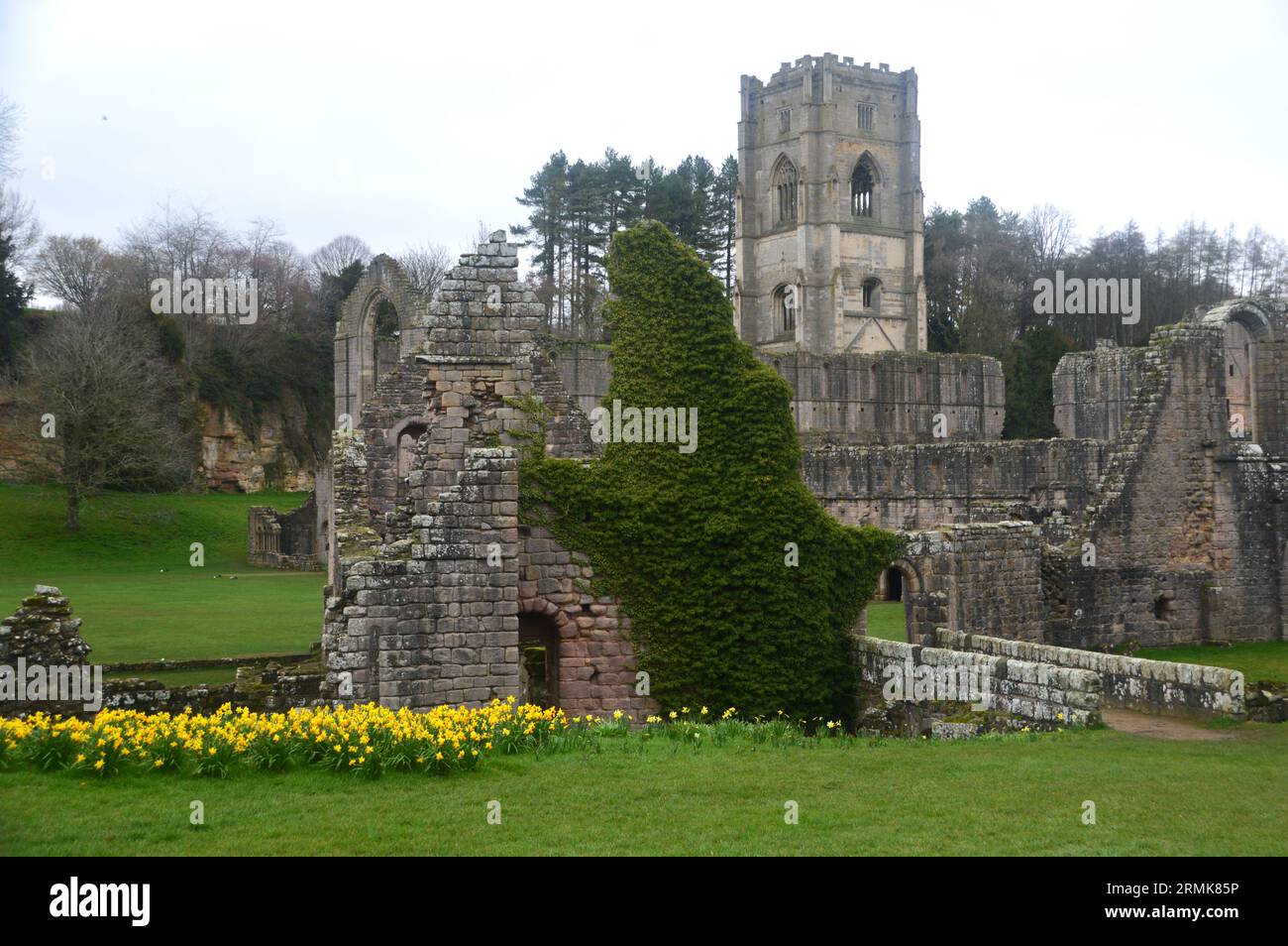 Spring Daffodils by Ruins of Fountains Abbey, the Medieval Cistercian