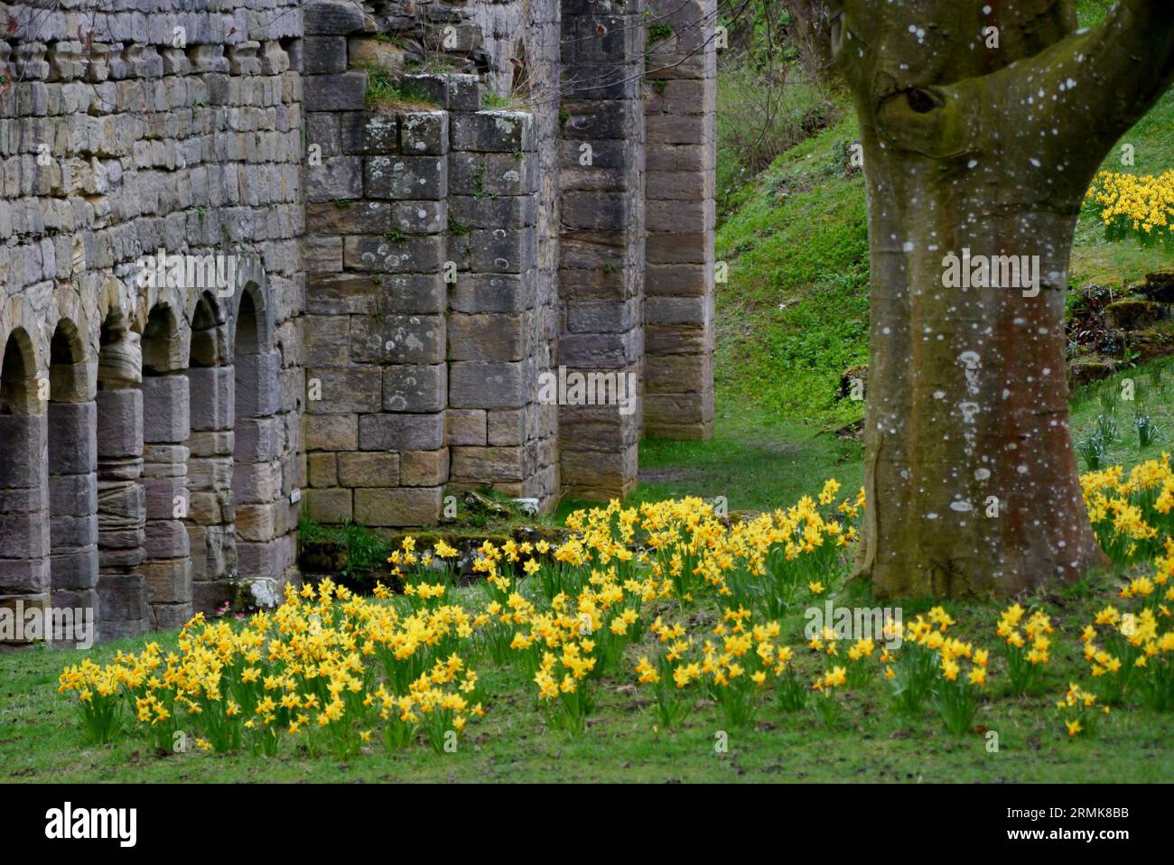 Spring Daffodils by Stone Arches in the Ruins of Fountains Abbey, the Medieval Cistercian Monastery in North Yorkshire, England, UK. Stock Photo