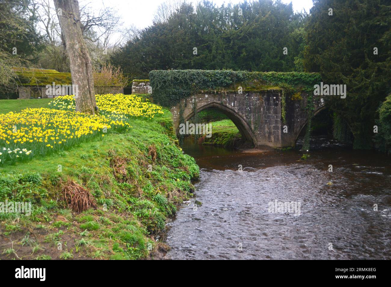 Spring Daffodils by a Old Arched Packhorse Bridge Over the River Skell