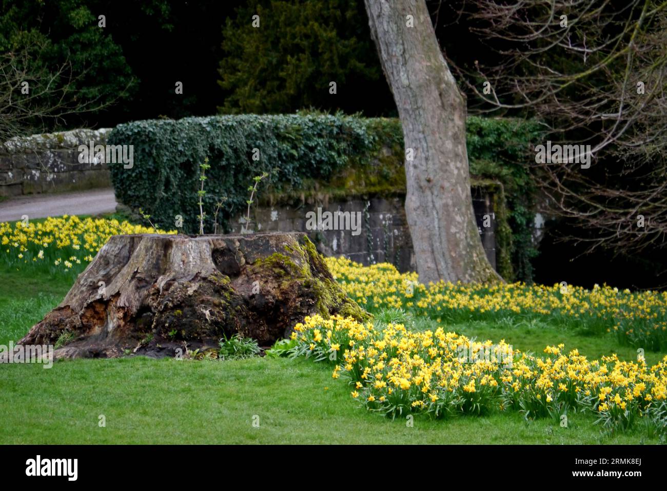Spring Daffodils by a Old Arched Packhorse Bridge Over the River Skell