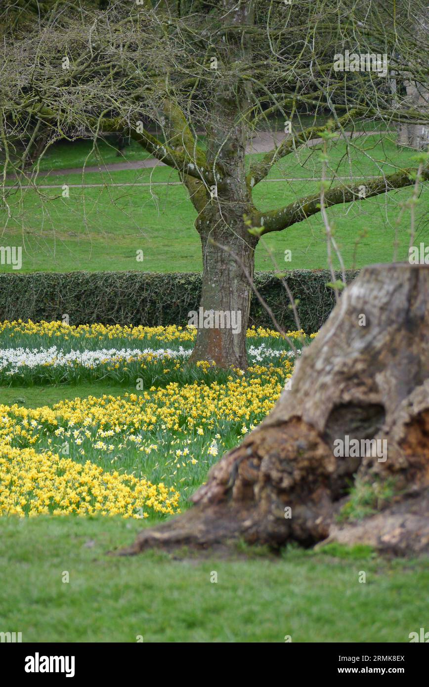 Yellow & White Spring Daffodils by an Old Tree Stump near the Ruins of Fountains Abbey in North Yorkshire, England, UK. Stock Photo