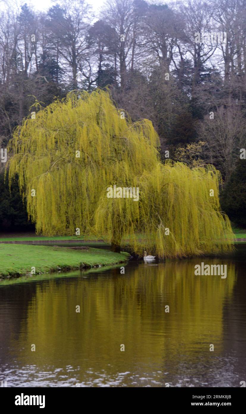 Reflections of a Weeping Willow Tree and Swan on the River Skell at Fountains Abbey and Studley Royal Water Garden, North Yorkshire, England, UK. Stock Photo
