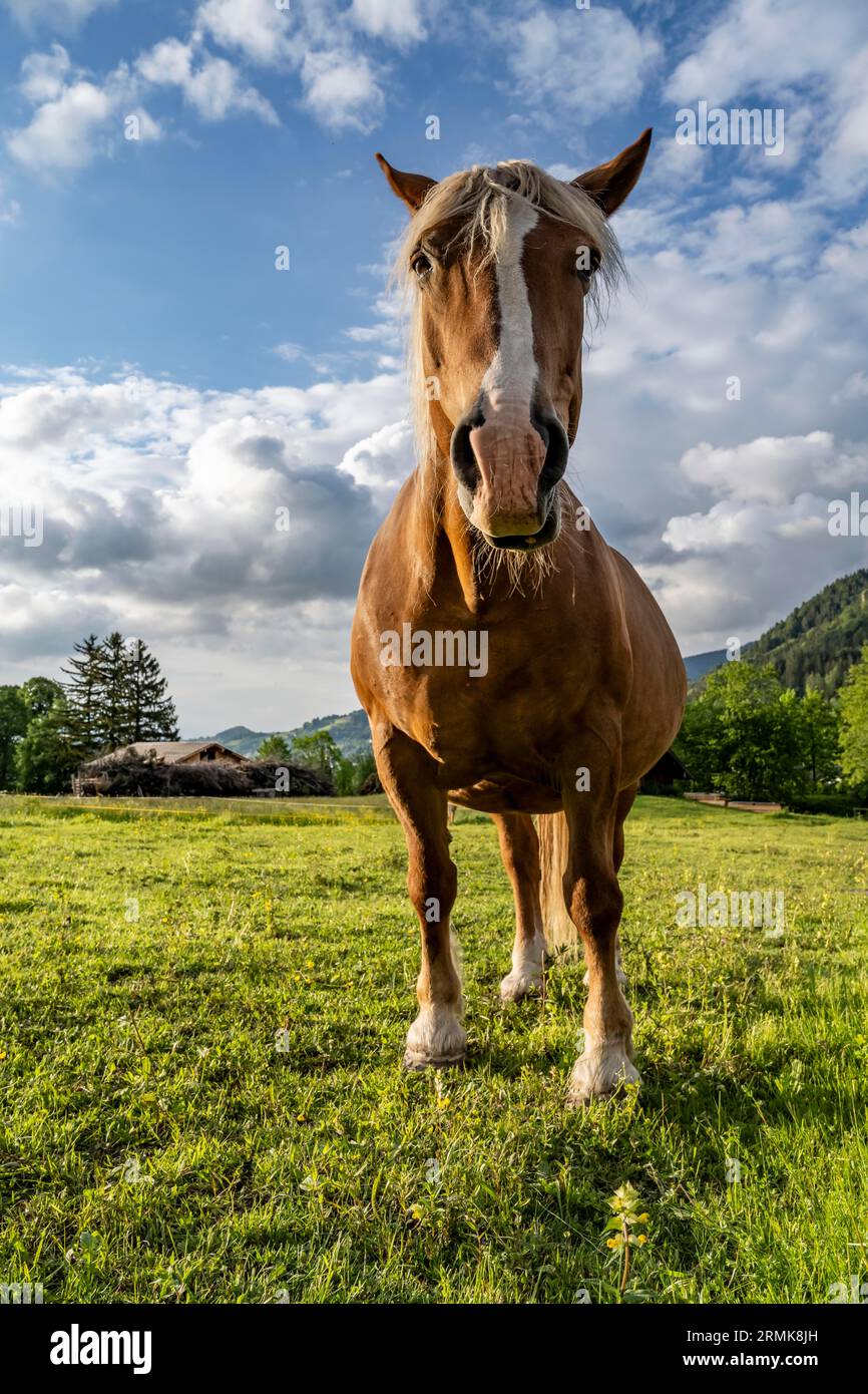 Horse and frog hi-res stock photography and images - Alamy