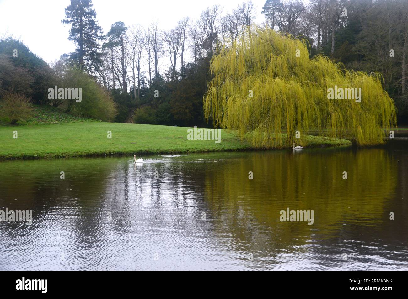 Reflections of a Weeping Willow Tree and Swan on the River Skell at Fountains Abbey and Studley Royal Water Garden, North Yorkshire, England, UK. Stock Photo