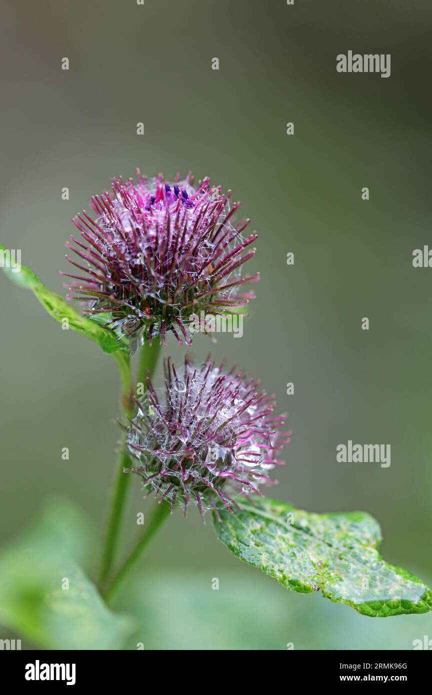 Common Burdock flower and seed heads covered in water droplets, Arctium, lappa, Arctium minus, Northern England, UK Stock Photo