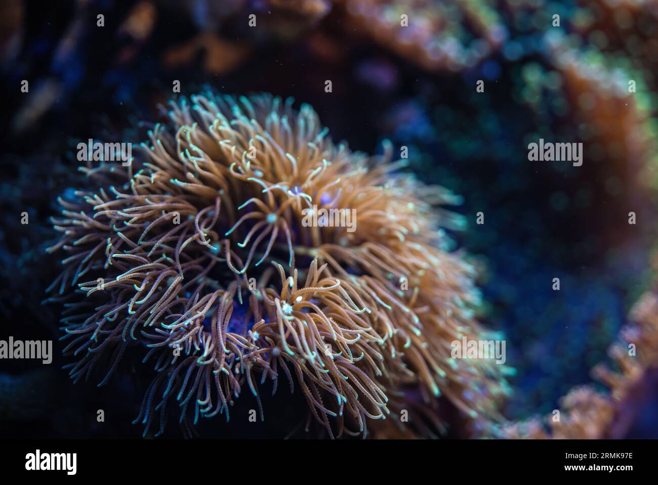 Underwater photo - soft coral with tentacles, Pachyclavularia species, emitting under UV light, beautiful abstract marine organic background Stock Photo