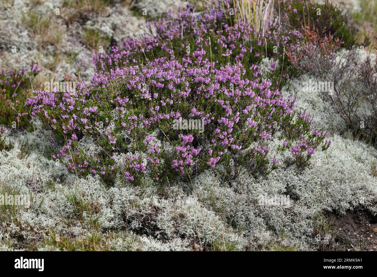 Flowering heather surrounded by Lichen, Swaledale, Yorkshire Dales National Park, UK Stock Photo