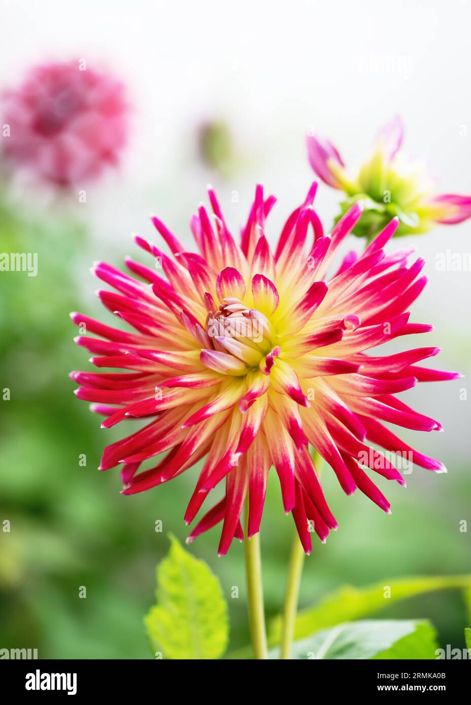 Beautiful red and yellow 'Lindsay Michelle' cactus dahlia at sunny day with nice and soft blurry bokeh background. Floristic or gardening concept. Stock Photo