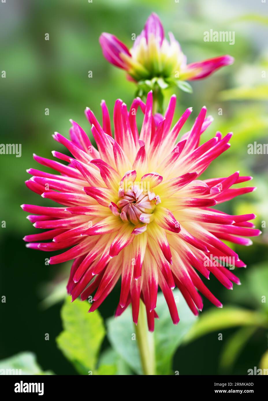 Beautiful cactus dahlia with shiny red and yellow colored spiky flowers in the cottage garden. Selective focus. 'Lindsay Michelle' Stock Photo