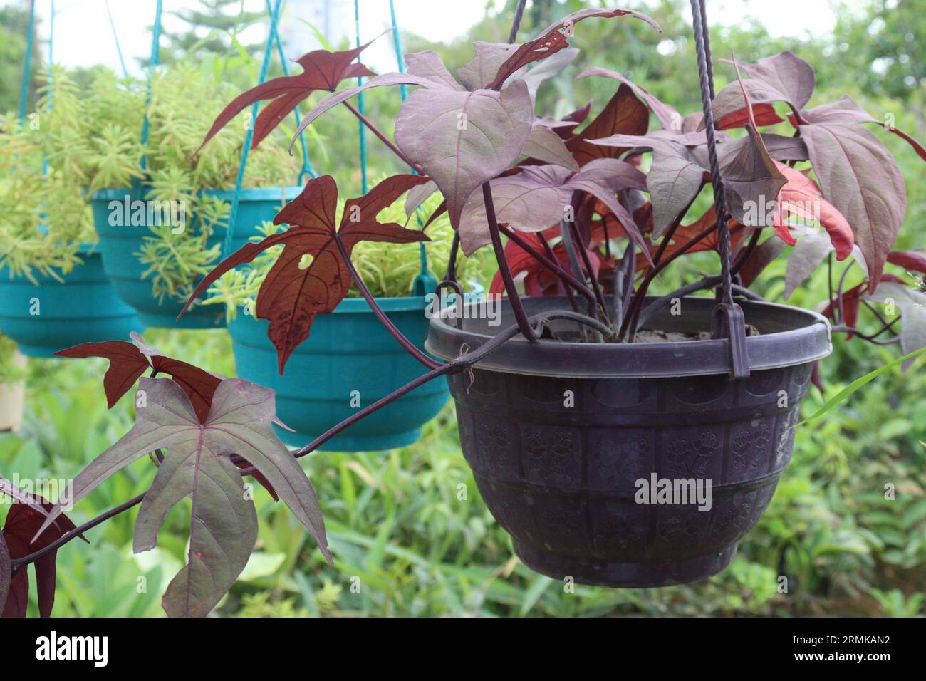 Papas Deep Purple plant on hanging pot in nursery for sell are cash crops Stock Photo