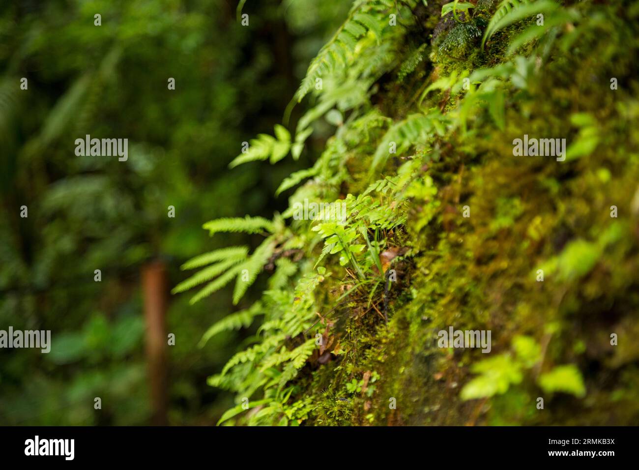 Tropical forest moss hi-res stock photography and images - Alamy