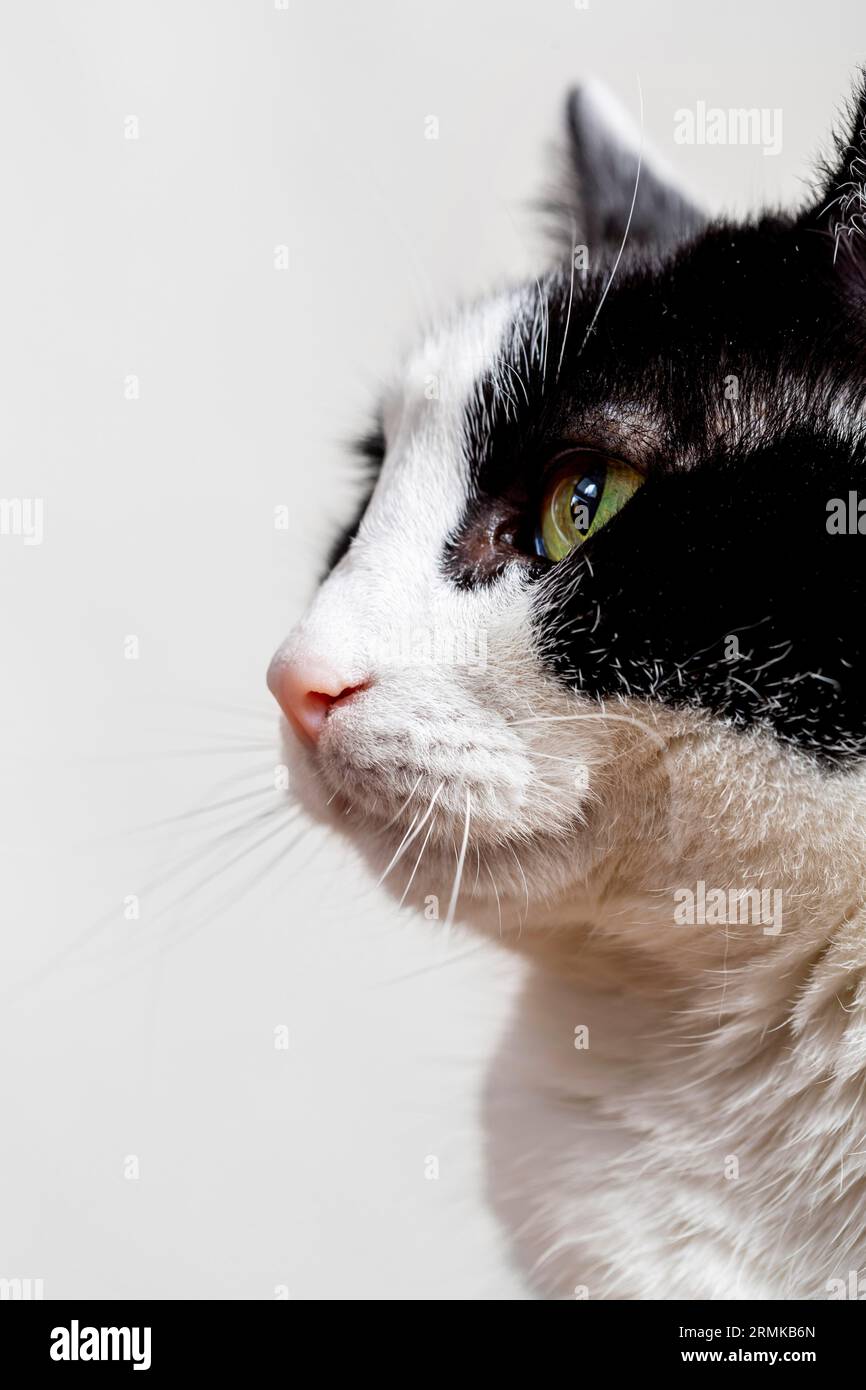 Close up adorable cat with white background Stock Photo - Alamy