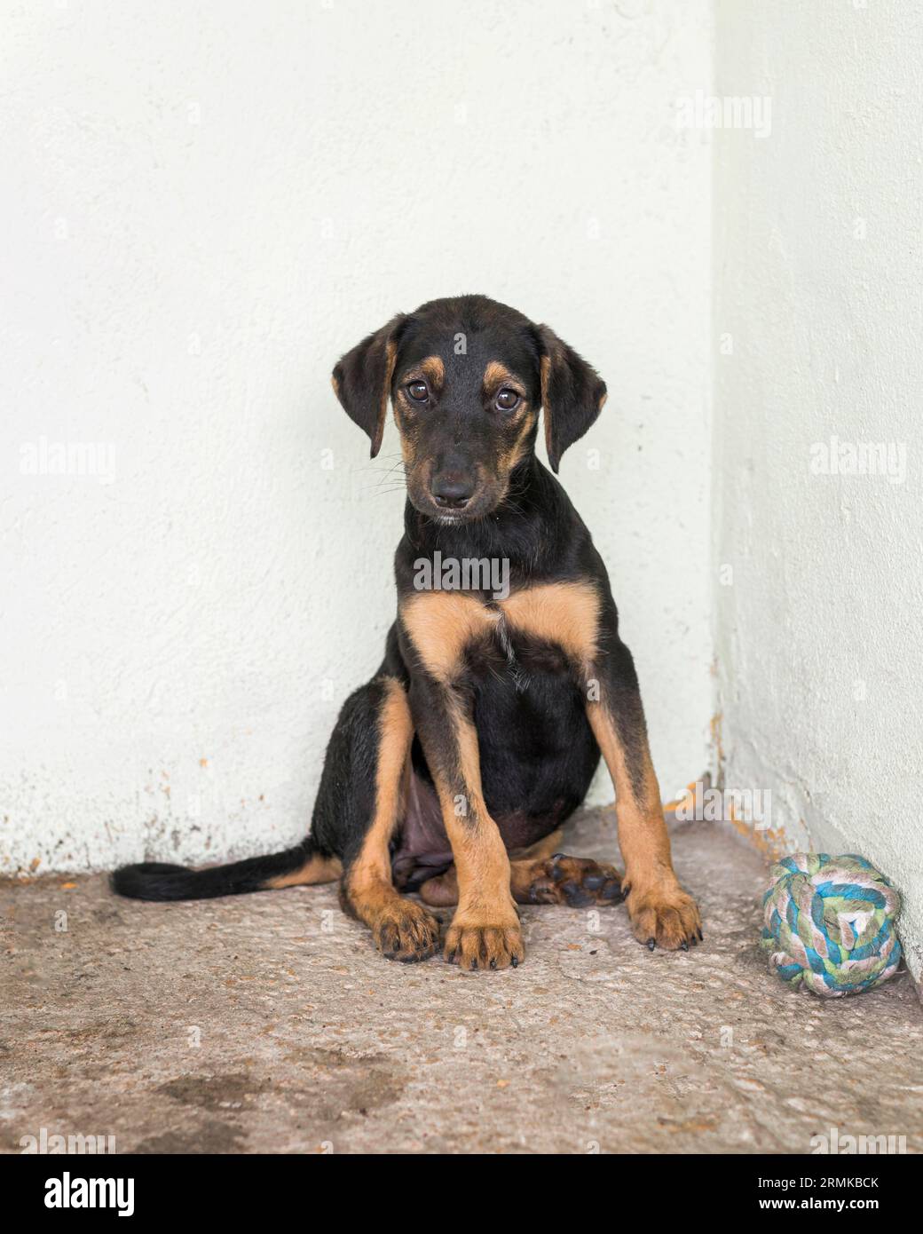 Cute rescue dog shelter waiting fostered Stock Photo