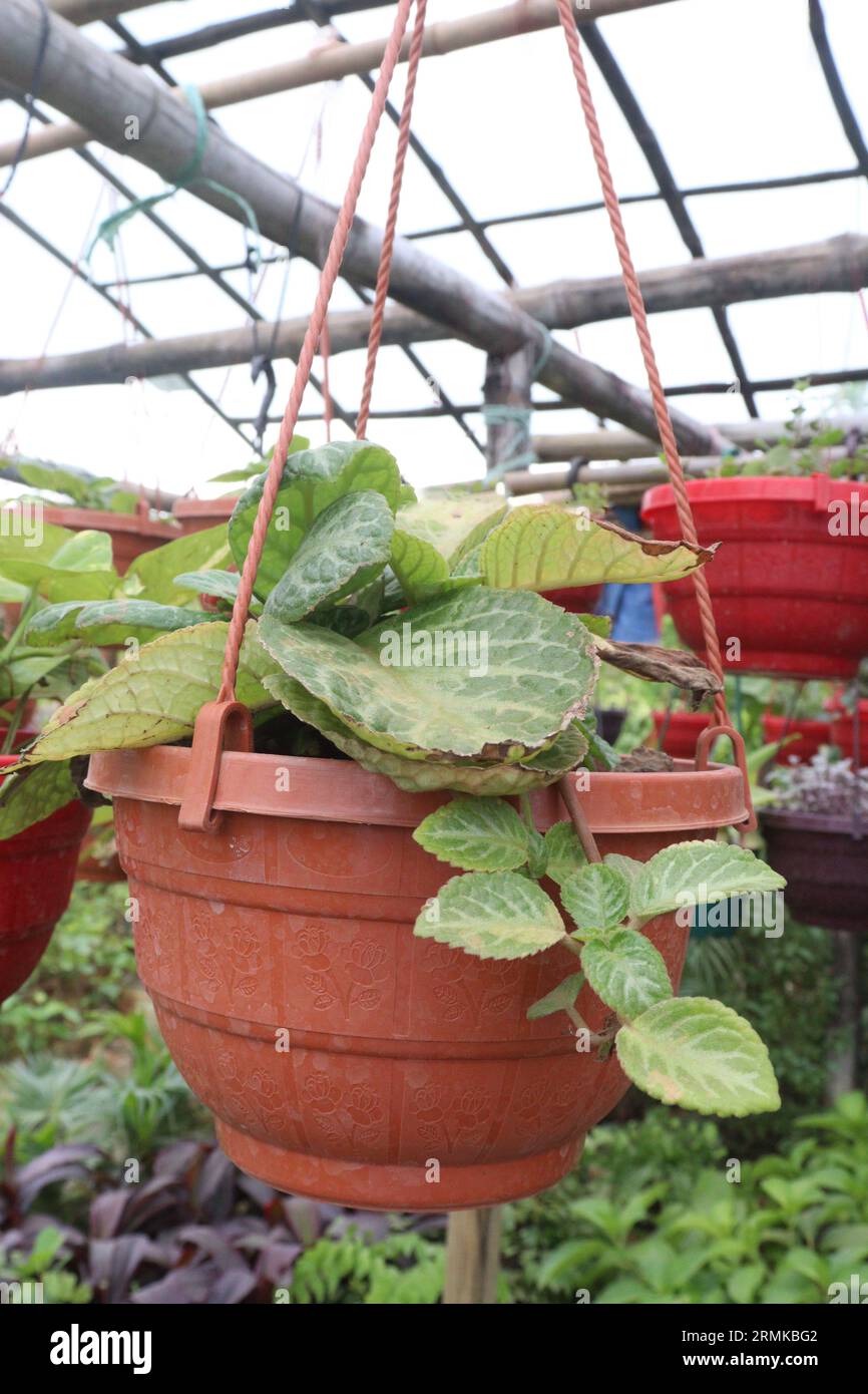 Episcia cupreata leaf plant on hanging pot in farm for sell are cash crops Stock Photo