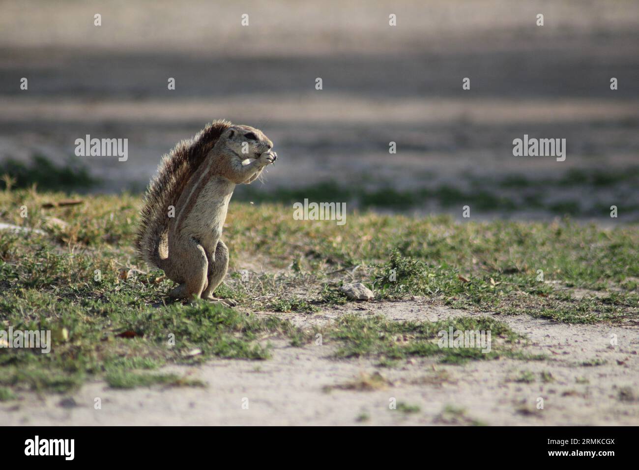 Squirrel standing on grass and eating nuts Stock Photo