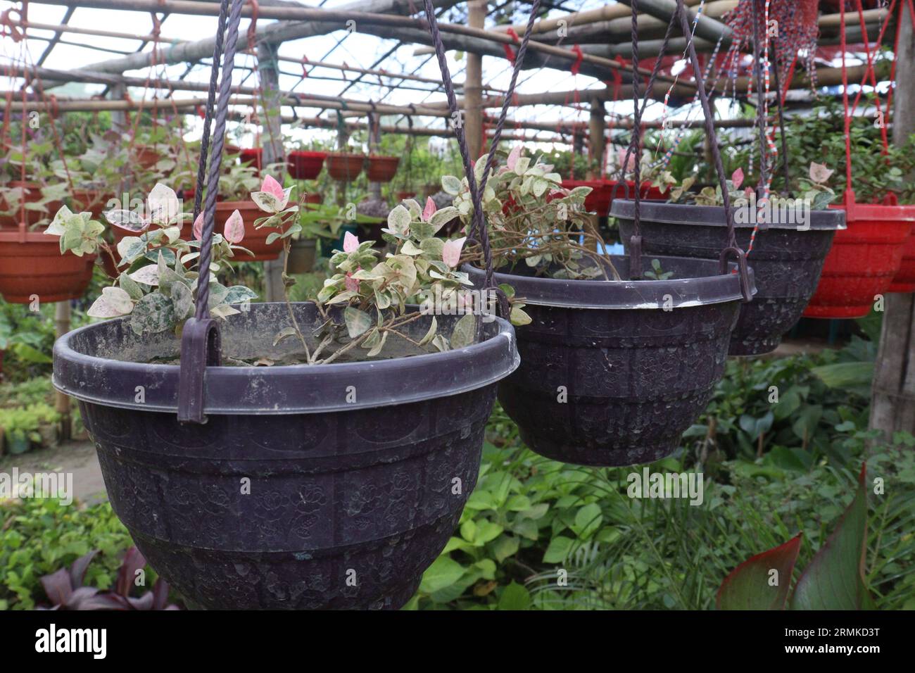 Asiatic jasmine plant on hanging pot in farm for sell are cash crops