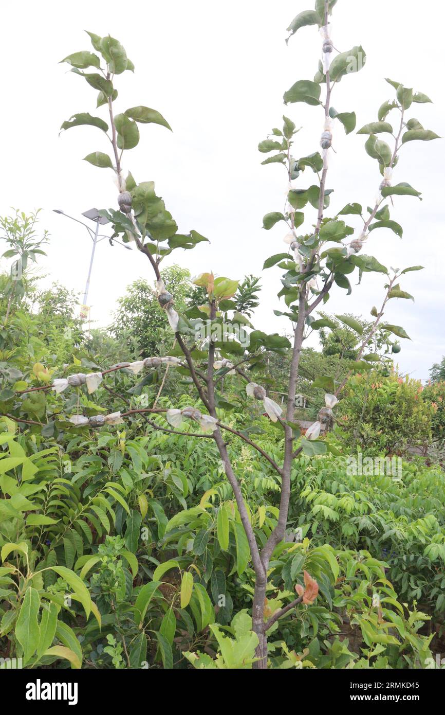 grafting on java palm for new tree creation and plantation Stock Photo