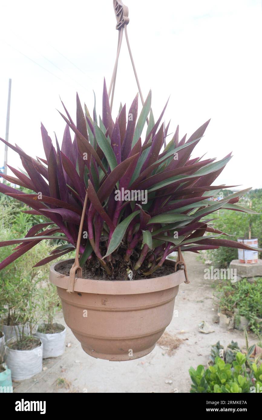 Moses-in-the-cradle leaf plant on hanging pot in farm for sell are cash crops Stock Photo