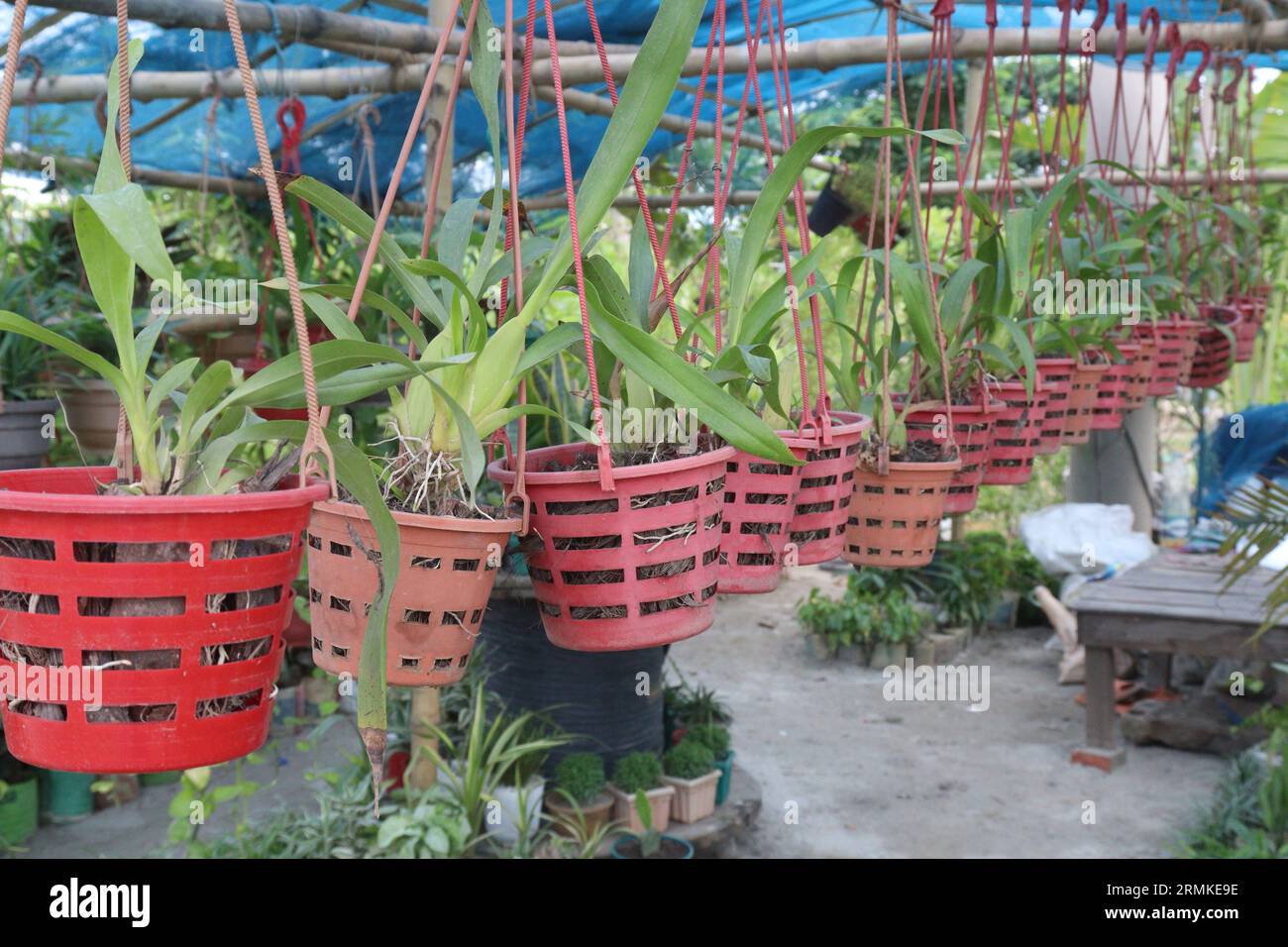 Oncidium Sharry Baby flower plant on hanging pot in farm for sell are cash crops Stock Photo