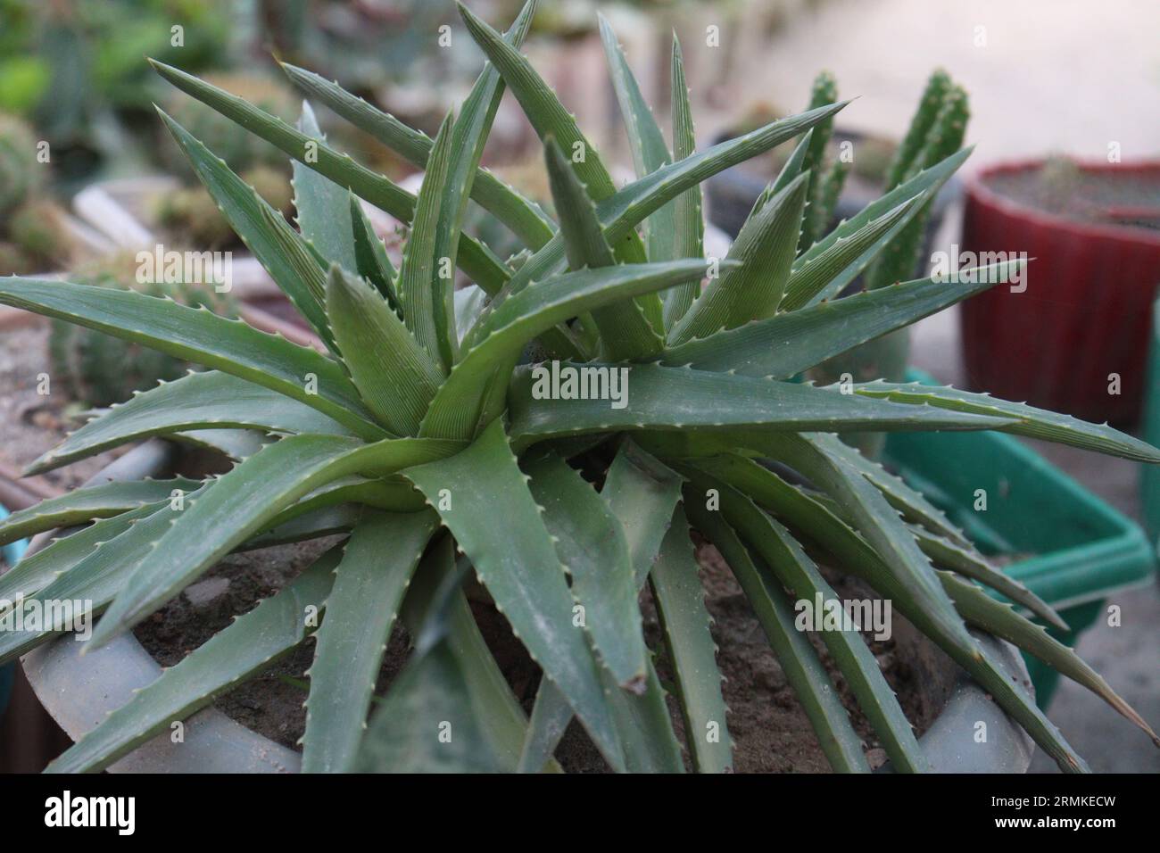 Dyckia brevifolia leaf plant on pot in farm for sell are cash crops Stock Photo