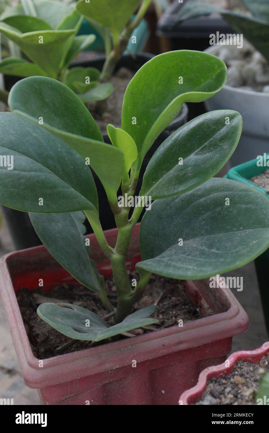 baby rubber plant on hanging pot in farm for sell are cash crops Stock Photo