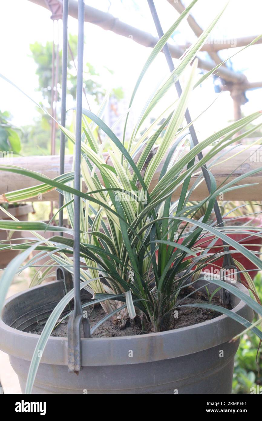 liriope spicata silver dragon leaf plant on pot in farm for sell are cash crops Stock Photo