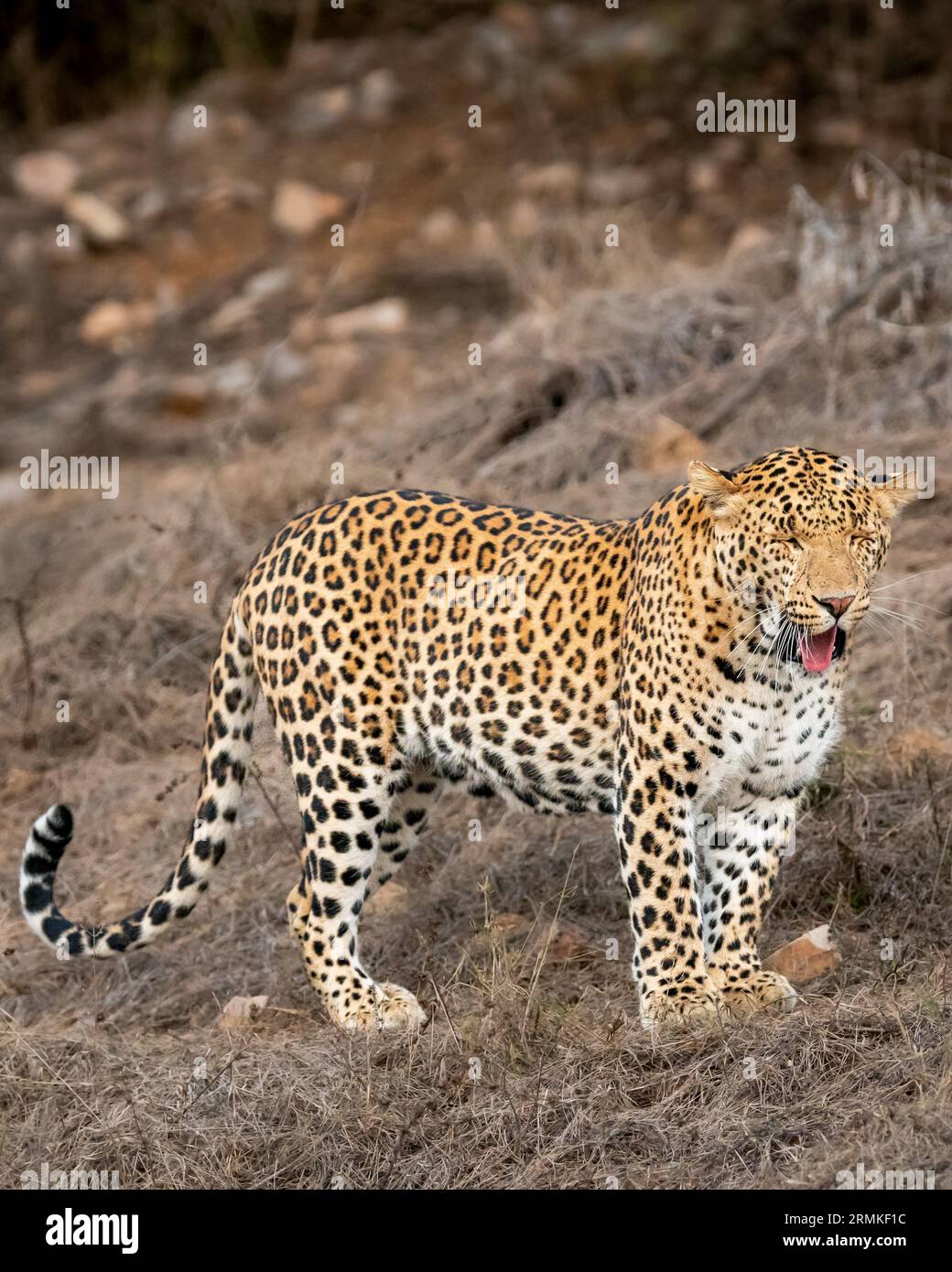 wild male leopard or panther or panthera pardus fusca side profile face eyes closed expression in dry hot summer season evening safari  jhalana jaipur Stock Photo
