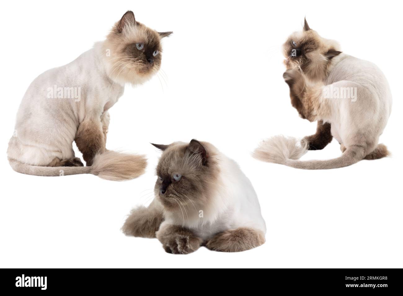 Portrait of a persian beige cat isolated over a white background. It